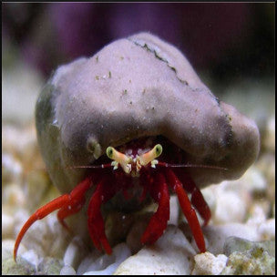 Scarlet red leg hermit crab
