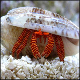 Halloween hermit crab