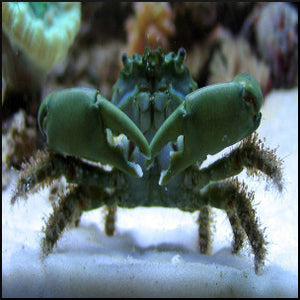 Emerald green crab