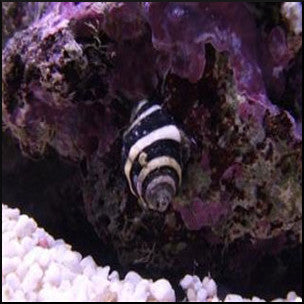 Bumble bee snail