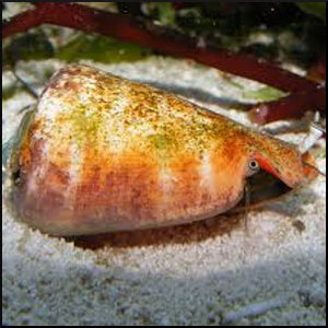 Orange lip conch