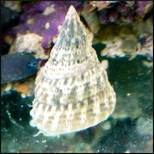White trochus snail