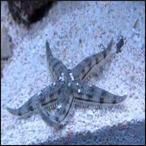 Sand shifting sea star