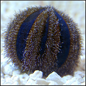 Blue tuxedo urchin