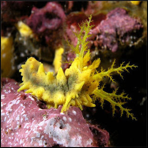 Yellow sea cucumber