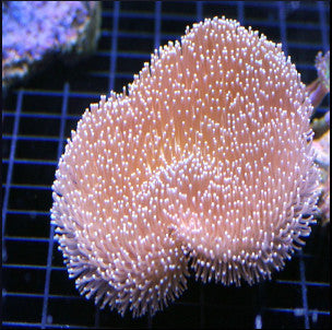 Medium toadstool soft coral
