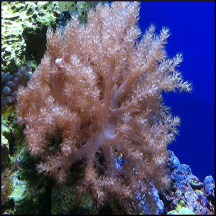 Medium kenya tree coral