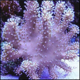 Finger leather coral