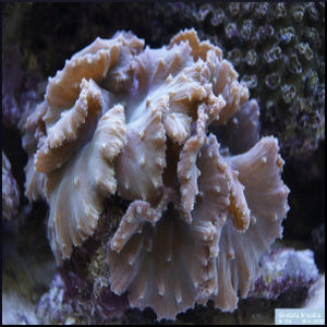 Cabbage soft coral
