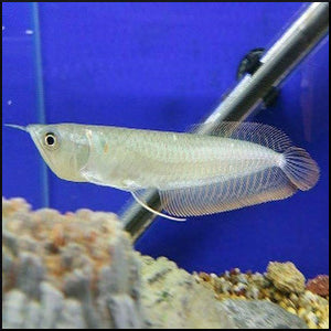 Silver arowana (18-22cm)