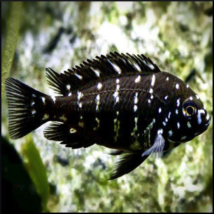 Tropheus dubosi
