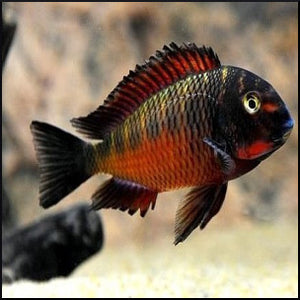 Tropheus moori (kasanga) fire cracker