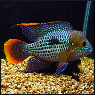 Green terror cichlid – Fish Tank Limited