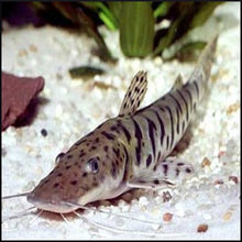 Load image into Gallery viewer, Tiger shovelnose catfish
