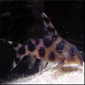 Decorus clown catfish