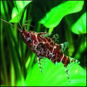Upsidedown catfish (nigrovensis)