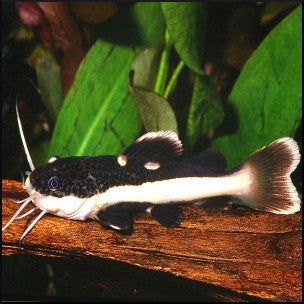 South american redtail catfish