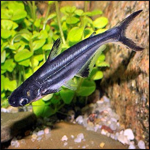 Pangasius catfish