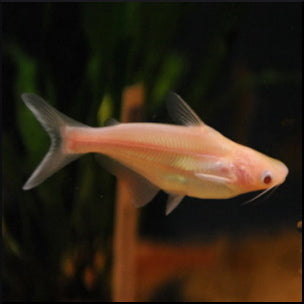 Albino Pangasius catfish