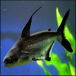 Hi fin Pangasius catfish