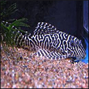 King tiger pleco L66