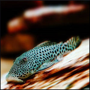 Spotted Rubbernose pleco L148