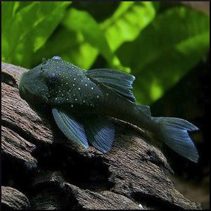 Blue phantom pleco L128