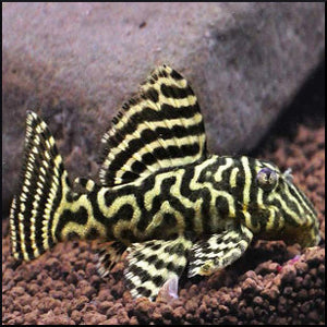 Mega clown pleco L340 – Fish Tank Limited