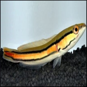 Channa micropeltes (red snakehead)