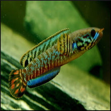 Load image into Gallery viewer, Channa bleheri ( rainbow snakehead )
