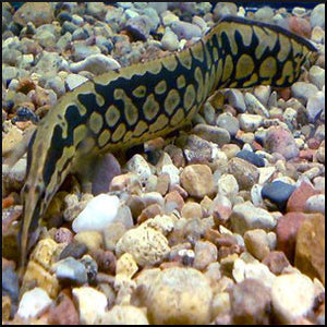 Tyre track eel