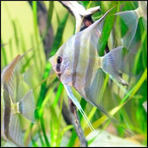 Mixed angel fish 3-5cm