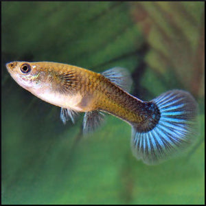 guppy female mixed colours