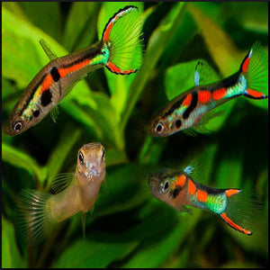 Endlers guppy mixed colours