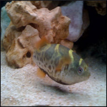 Load image into Gallery viewer, Topaz puffer 12-15cm
