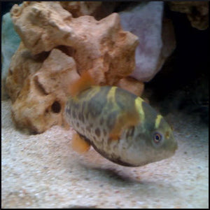 Topaz puffer 12-15cm