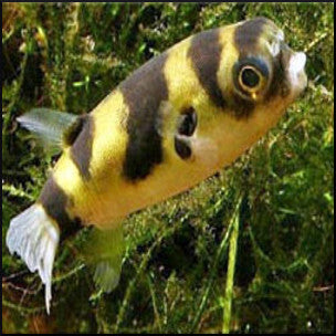 South american puffer