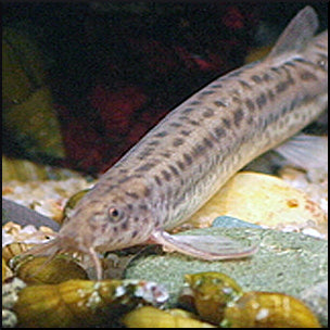 Weather loach (dojo)