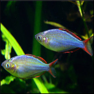 Neon dwarf rainbow fish