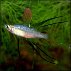 Red Thread Fin Fish Threadfin rainbow fish – Fish Tank Limited