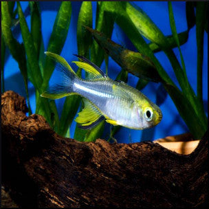Celebes rainbow fish