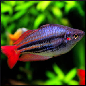 Aussie rainbow fish