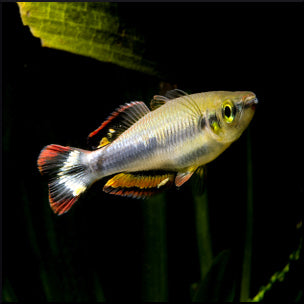 Madagasca rainbow fish