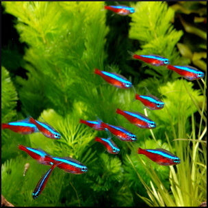 Tetra tank shop