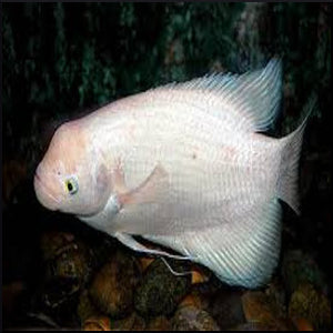 Giant gold gourami