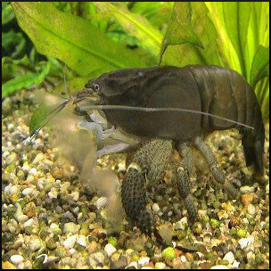 Cameroon (armoured) shrimp