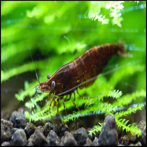 chocolate shrimp