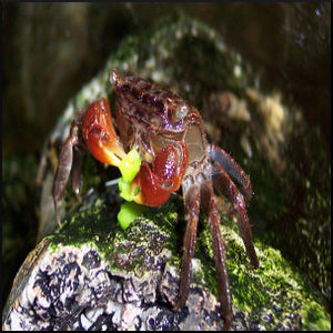Tropical red crab