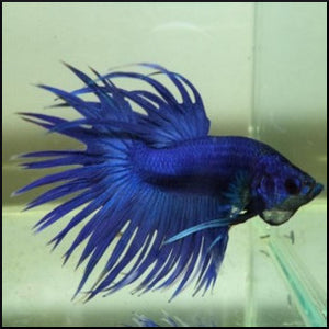 Male betta crowntail blue