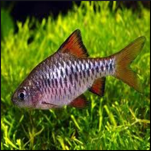 Checker barb – Fish Tank Limited